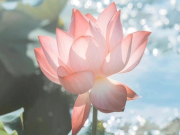 达真堪布：什么是真心的爱？